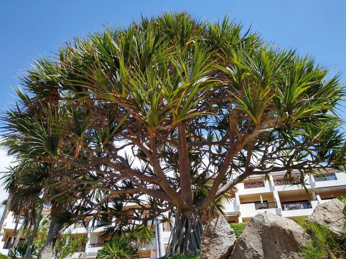 דירה סן מיגל דה אבונה Forest Flat - Big Heated Pool, Terrace, Tv Channels, Golf Courses ספרד